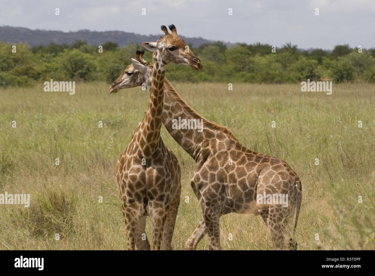 Giraffen im Krüger Nationalpark, Südafrika, umwerben Stockfoto