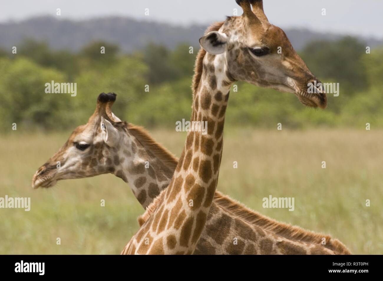 Giraffen im Krüger Nationalpark, Südafrika, umwerben Stockfoto