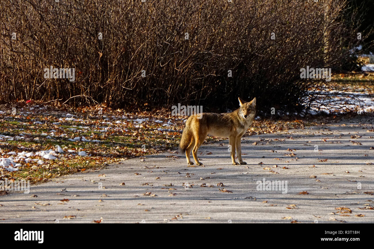 Coyote eine reife weibliche Tier auf der Straße in den städtischen Grünflächen in Toronto, Ontario, Kanada Stockfoto