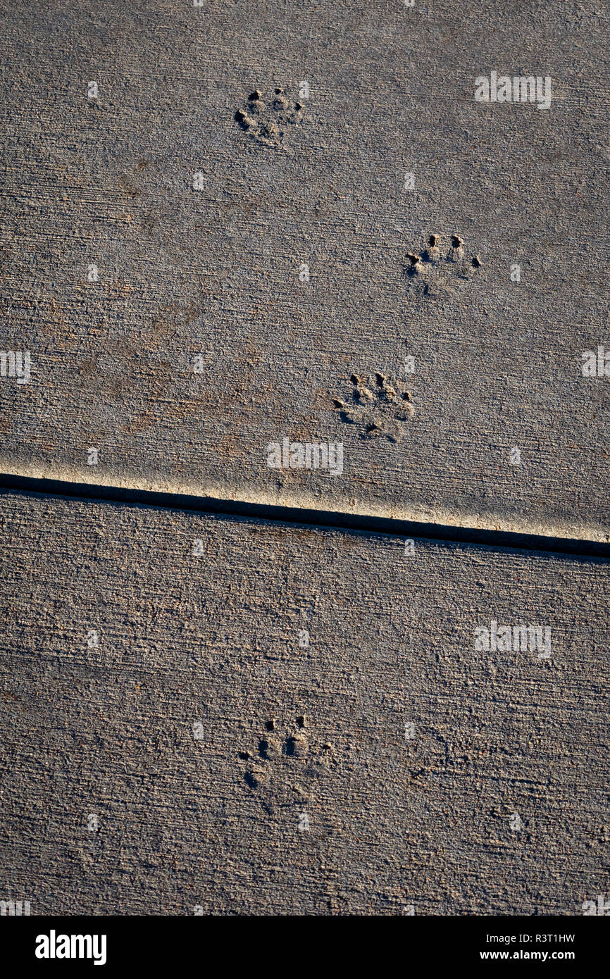Ein Tier wie ein Kojote oder Hund auf feuchtem Zement ging und Links its​ Titel in der konkreten Bürgersteig, Castle Rock Colorado USA. Stockfoto