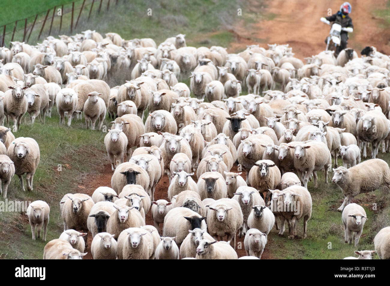 Rundung auf die Schafe in Australien Stockfoto