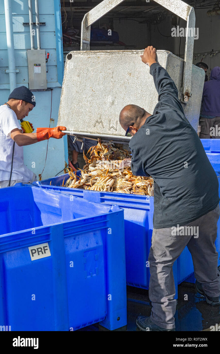 Kalifornien, Princeton - das Meer, Pillar Point Harbor, Fisch Käufer entladen Dungeness crab (Metacarcinus Magister) von kommerziellen Fischerboot Stockfoto