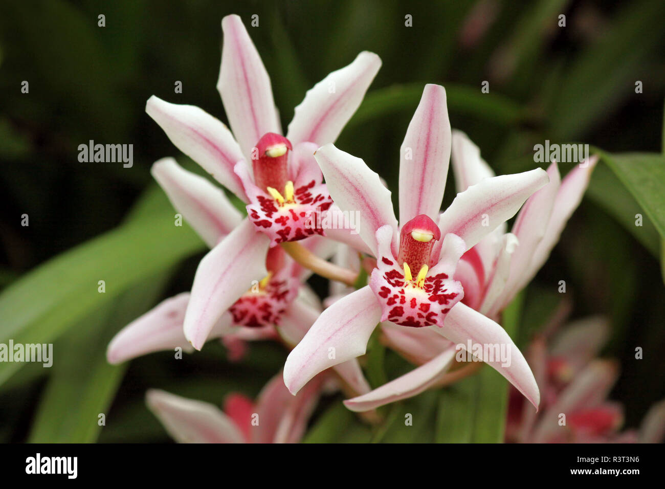 Kultivierte Orchideen cymbidium Stockfoto