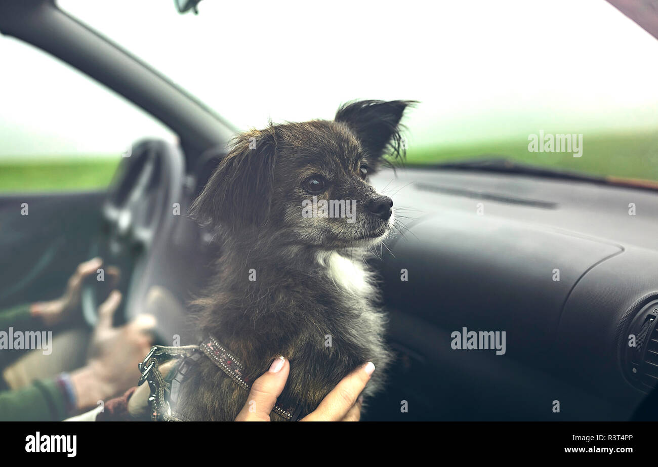 Portrait von kleinen Hund im Auto während der Fahrt zur Seite suchen Stockfoto