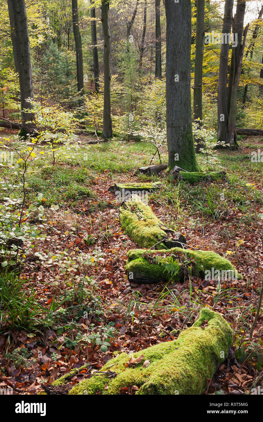 Deutschland, Rheinland-Pfalz, Pfalz, Pfälzer Wald Naturpark im Herbst Stockfoto