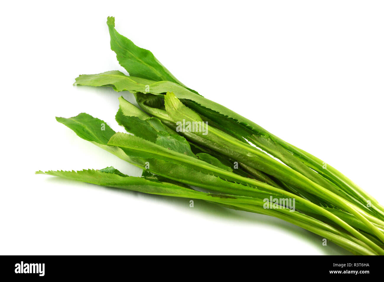 Frische culantro/Sägezahn Koriander eryngium foetidum auf weißem Hintergrund - grünes Blatt culantro Gemüse Stockfoto