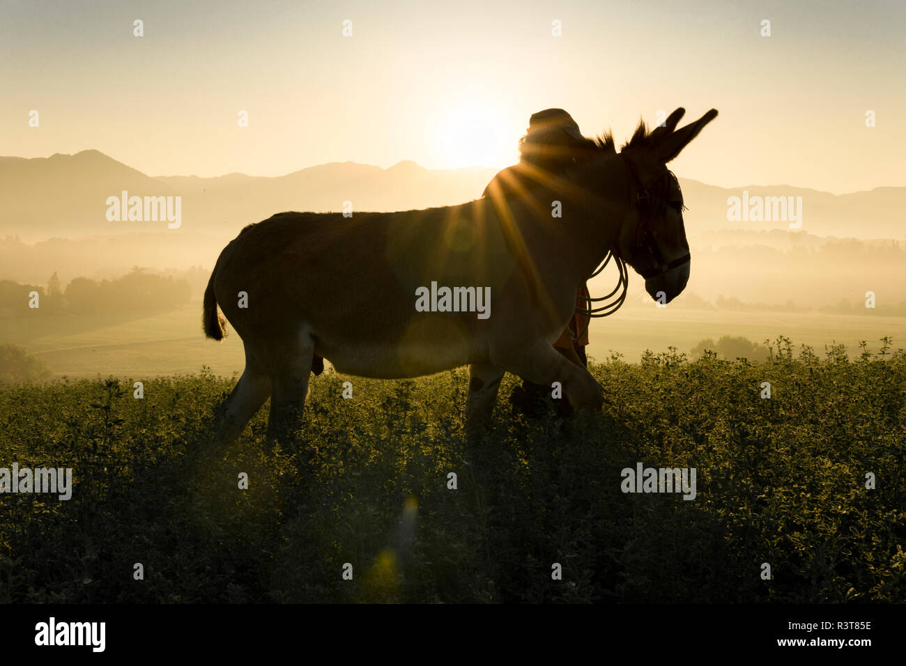 Italien, Toskana, Borgo San Lorenzo, Mann Wandern mit Esel in Feld bei Sonnenaufgang über ländliche Landschaft Stockfoto