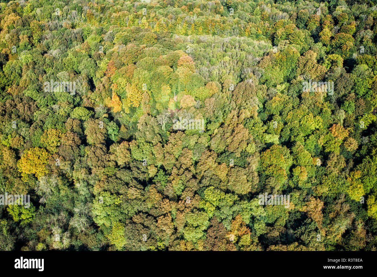 England, Wales, herbstlichen Wald von oben gesehen Stockfoto