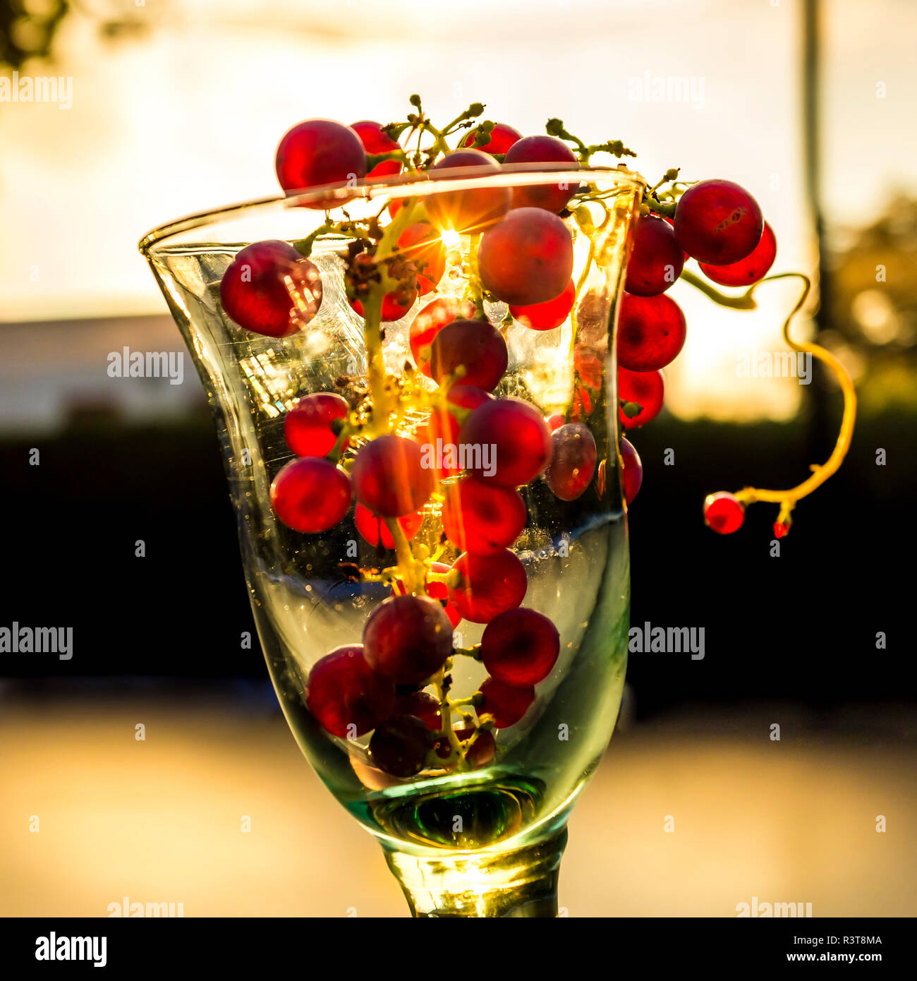 Blaue Trauben in Wein Glas gegen Abend Sonne Stockfoto