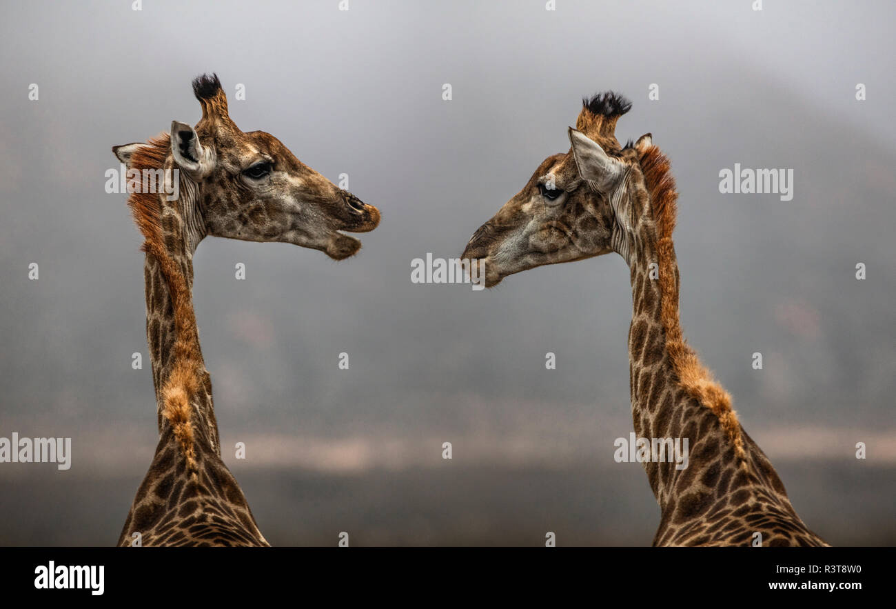 Südafrika, Aquila Private Game Reserve, Giraffen, Giraffa Camelopardalis, von Angesicht zu Angesicht Stockfoto