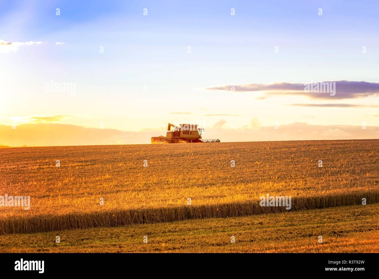 Großbritannien, Schottland, East Lothian, Ernte ein Feld von Weizen (Triticum), Sonnenuntergang Stockfoto
