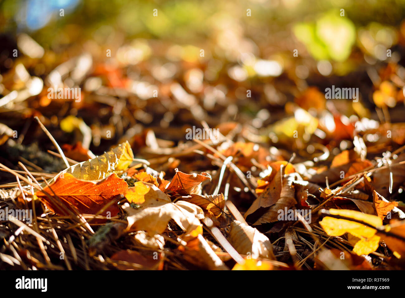 Trockene Blätter in den Park im Herbst Stockfoto