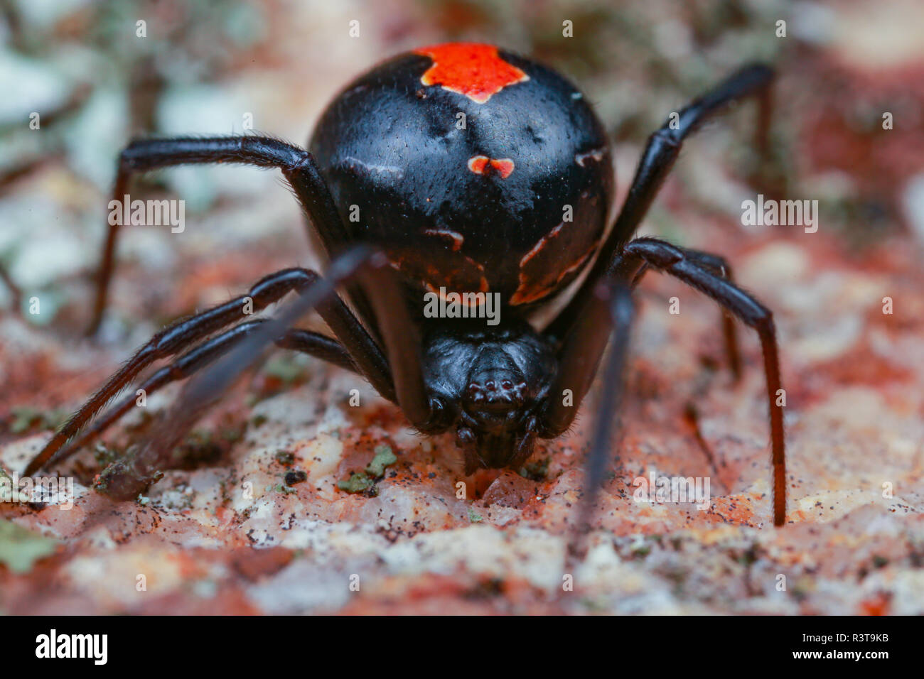 Australian red Back spider Makro portrait Stockfoto
