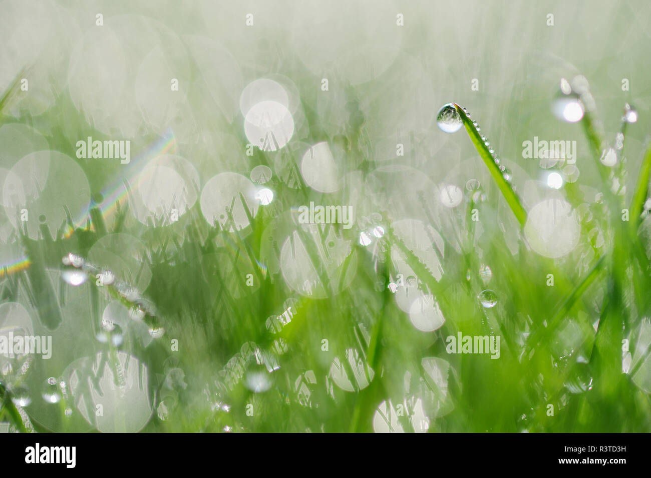 Auf Gras selektiven Fokus Tau, Nahaufnahme Stockfoto