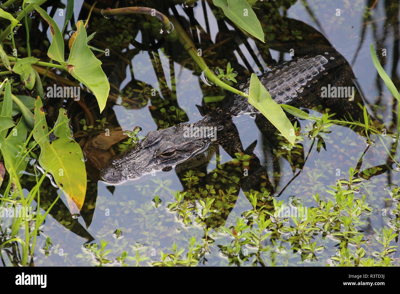 Krokodil Stockfoto