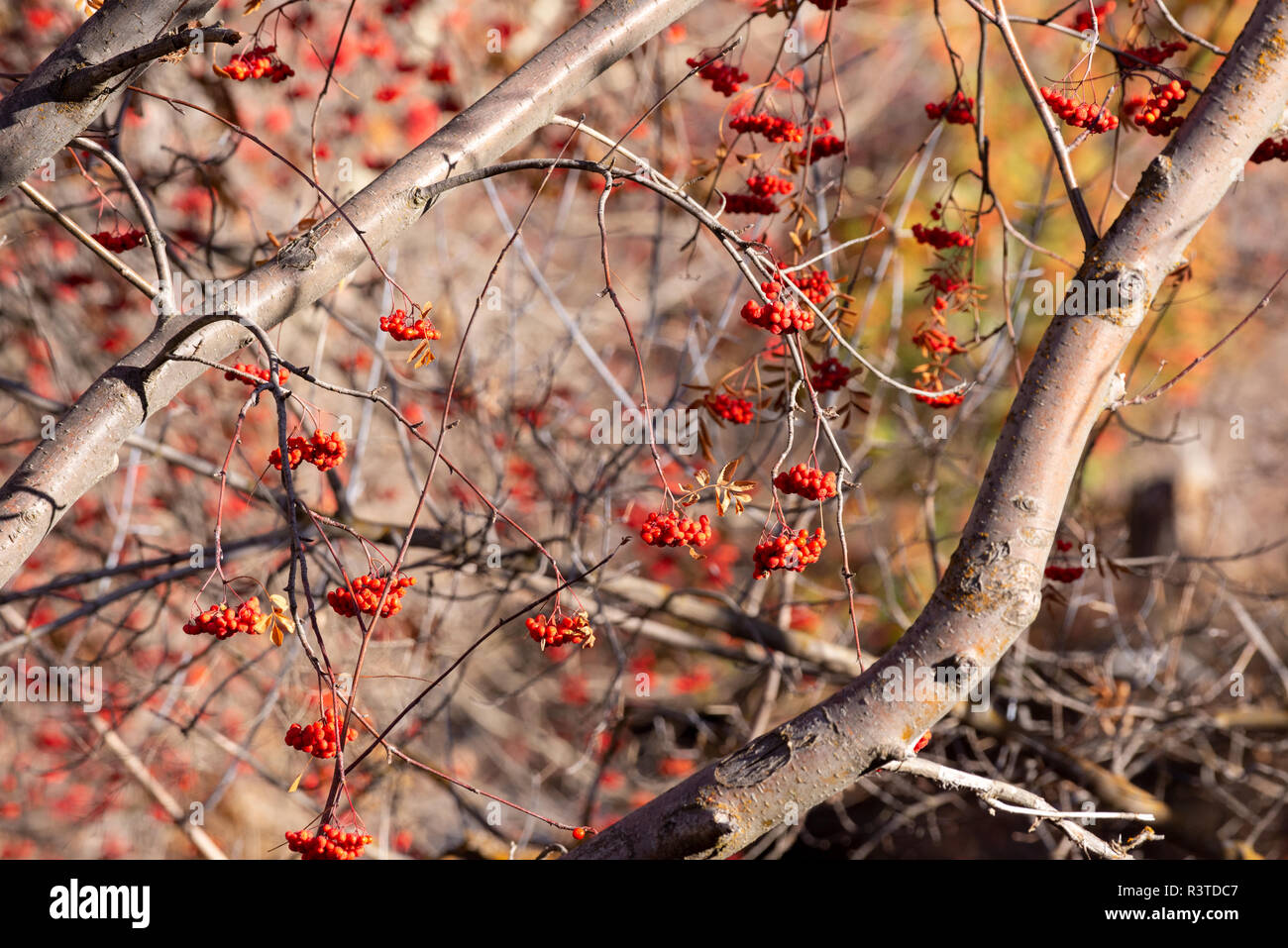 Esche im Herbst, Wallowa Valley, Oregon. Stockfoto