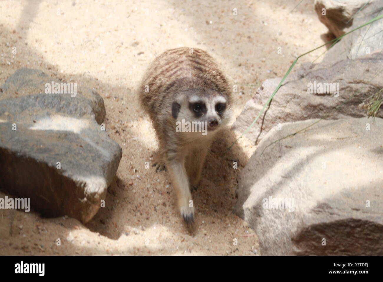 Erdmännchen am Smithsonian National Zoo in Washington DC Stockfoto