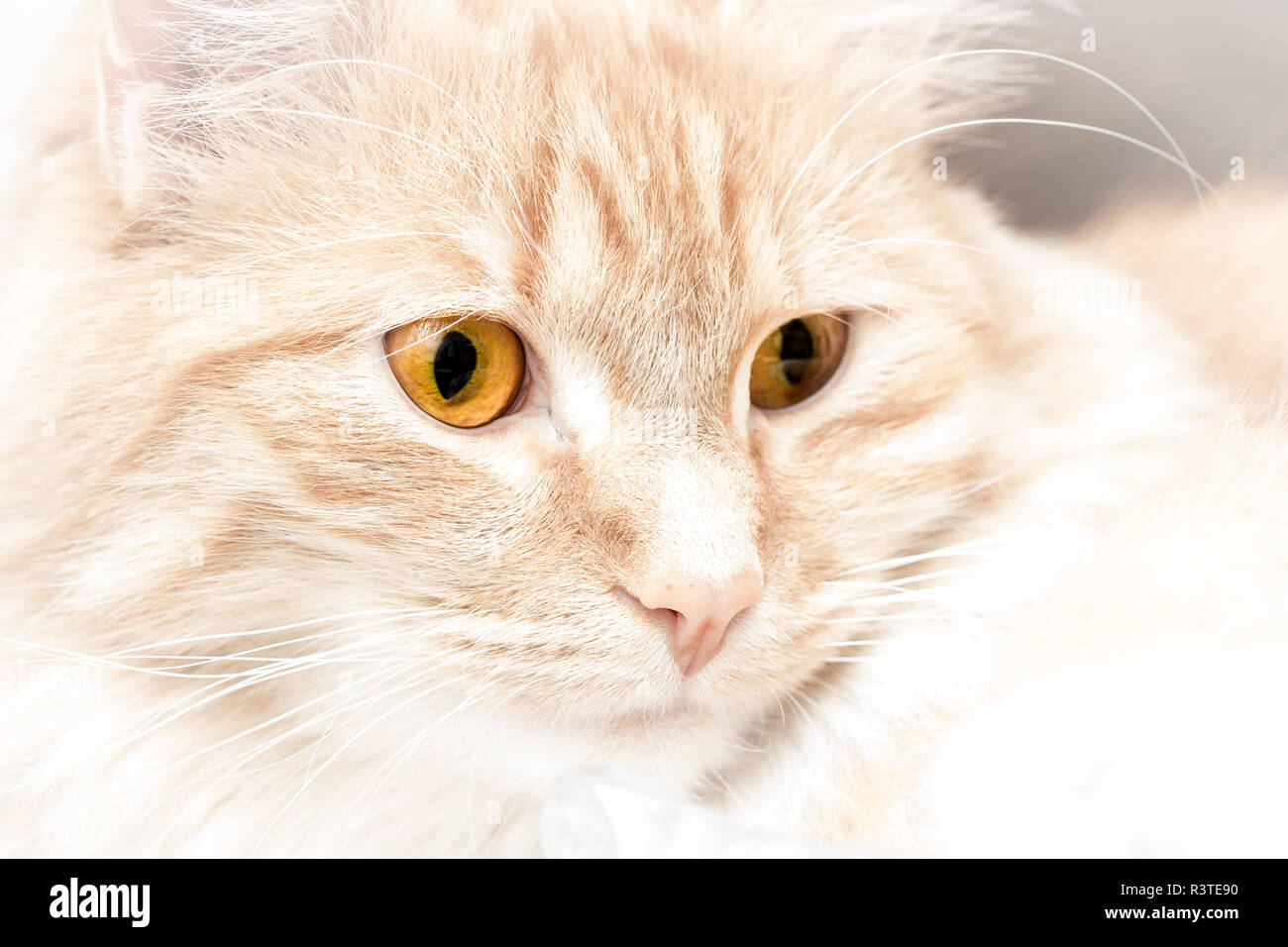Die Blonde Katze Stockfotografie - Alamy