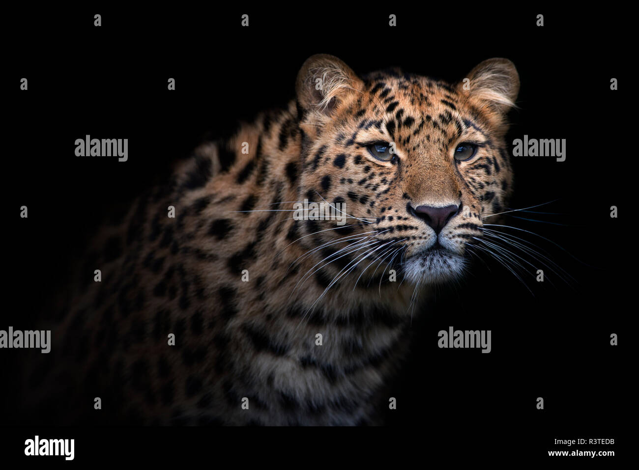 Portrait von Amur Leopard vor schwarzem Hintergrund Stockfoto