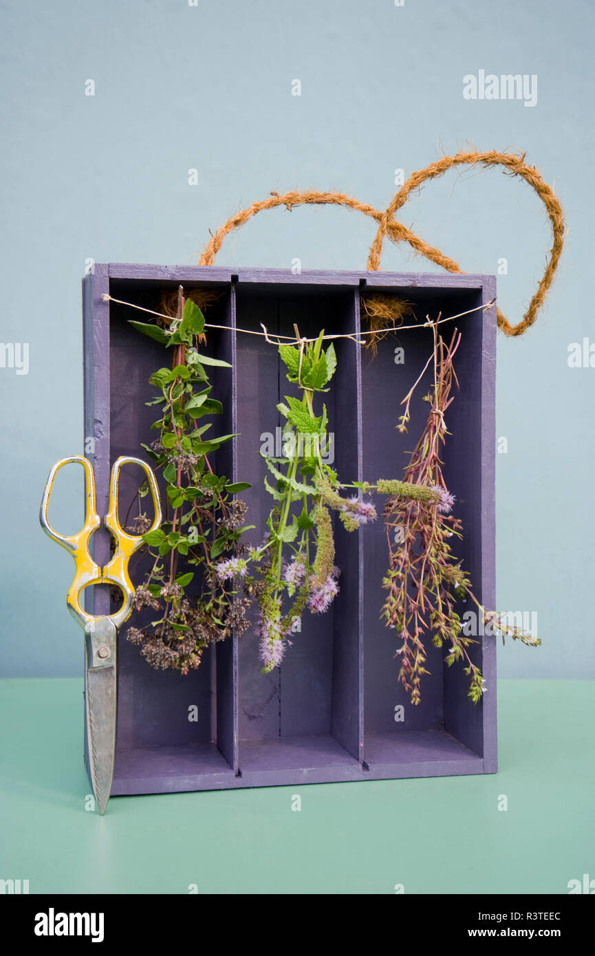 Trocknen Gewürze in alten bei Rebsorten, Oregano, Pfeffer und Minze Bohnenkraut, Gartenschere Stockfoto