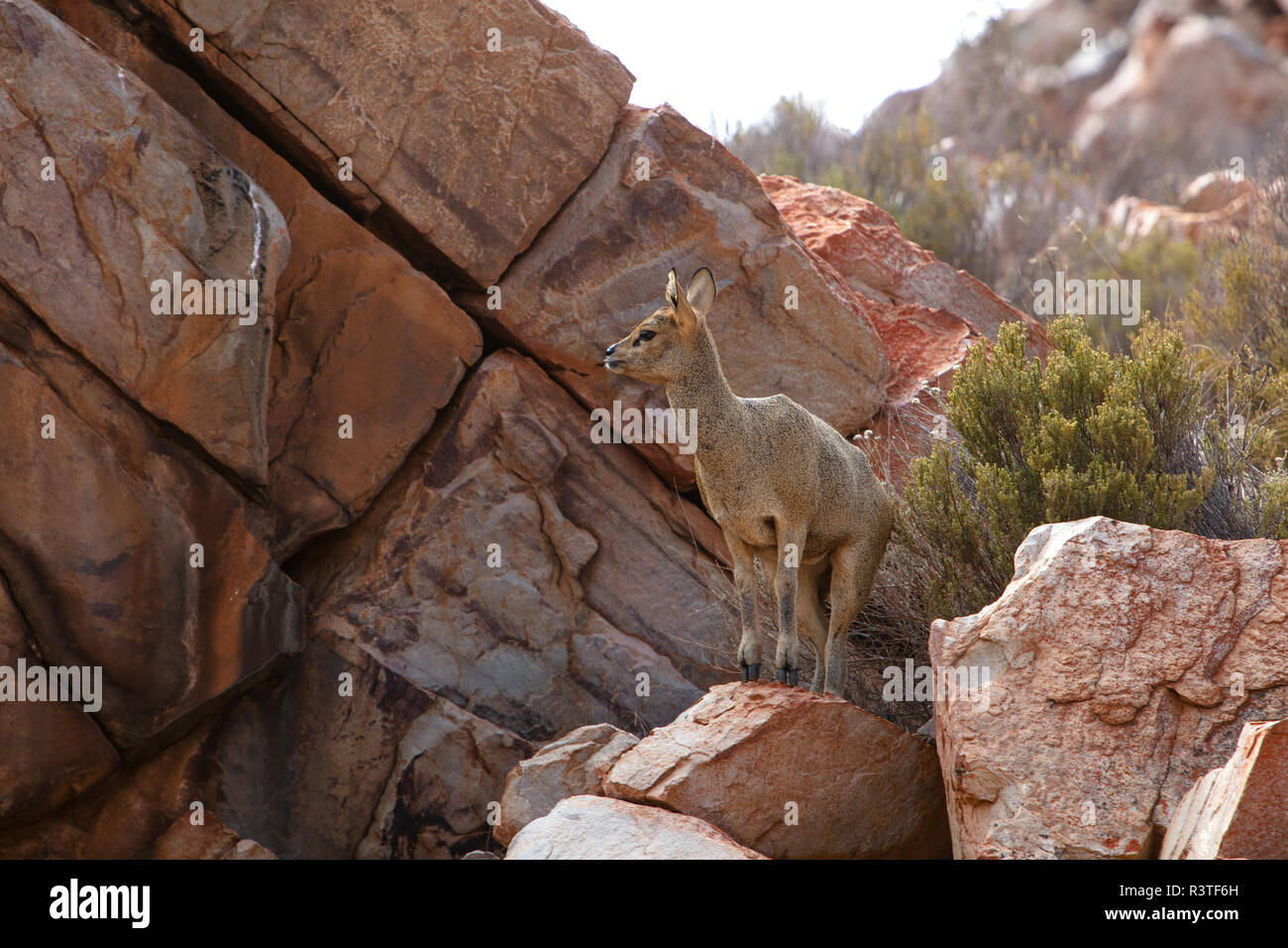 Südafrika, Aquila Private Game Reserve, Klippspringer, Oreotragus oreotragus Stockfoto