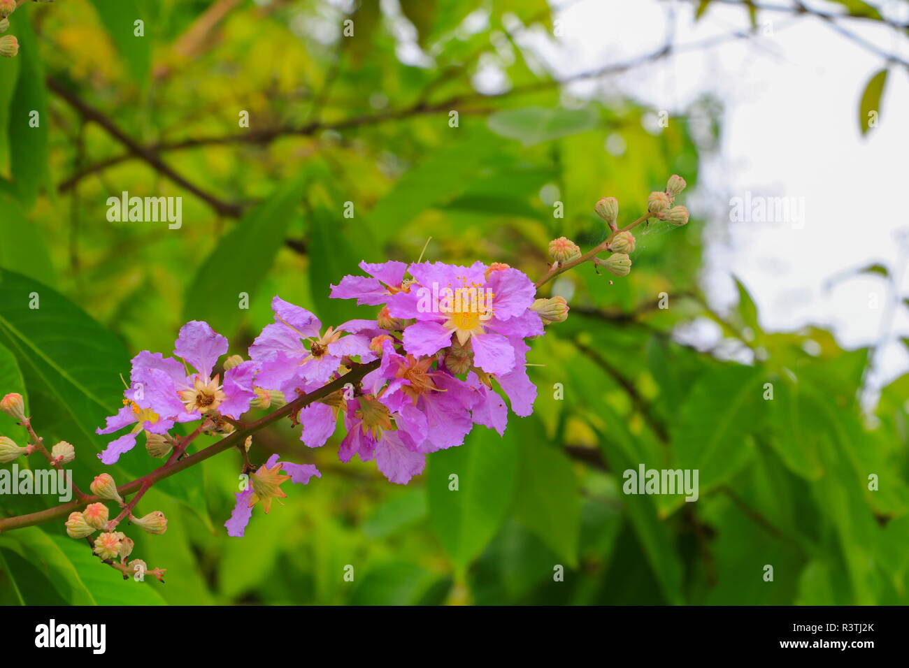 Queen's Blume, Lagerstroemia macrocarpa Wand. lila schön auf Baum Stockfoto