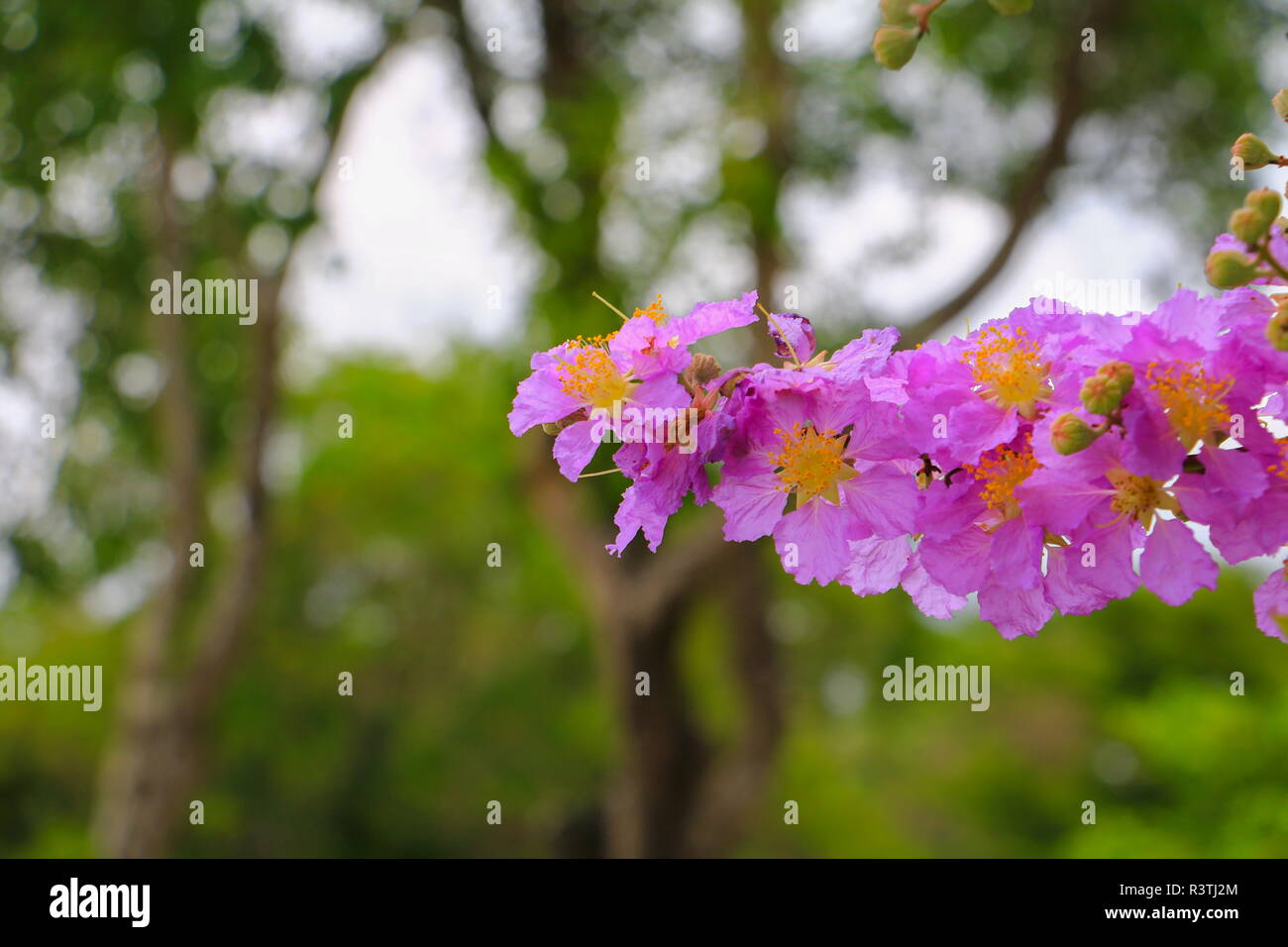 Queen's Blume, Lagerstroemia macrocarpa Wand. lila schön auf Baum Stockfoto