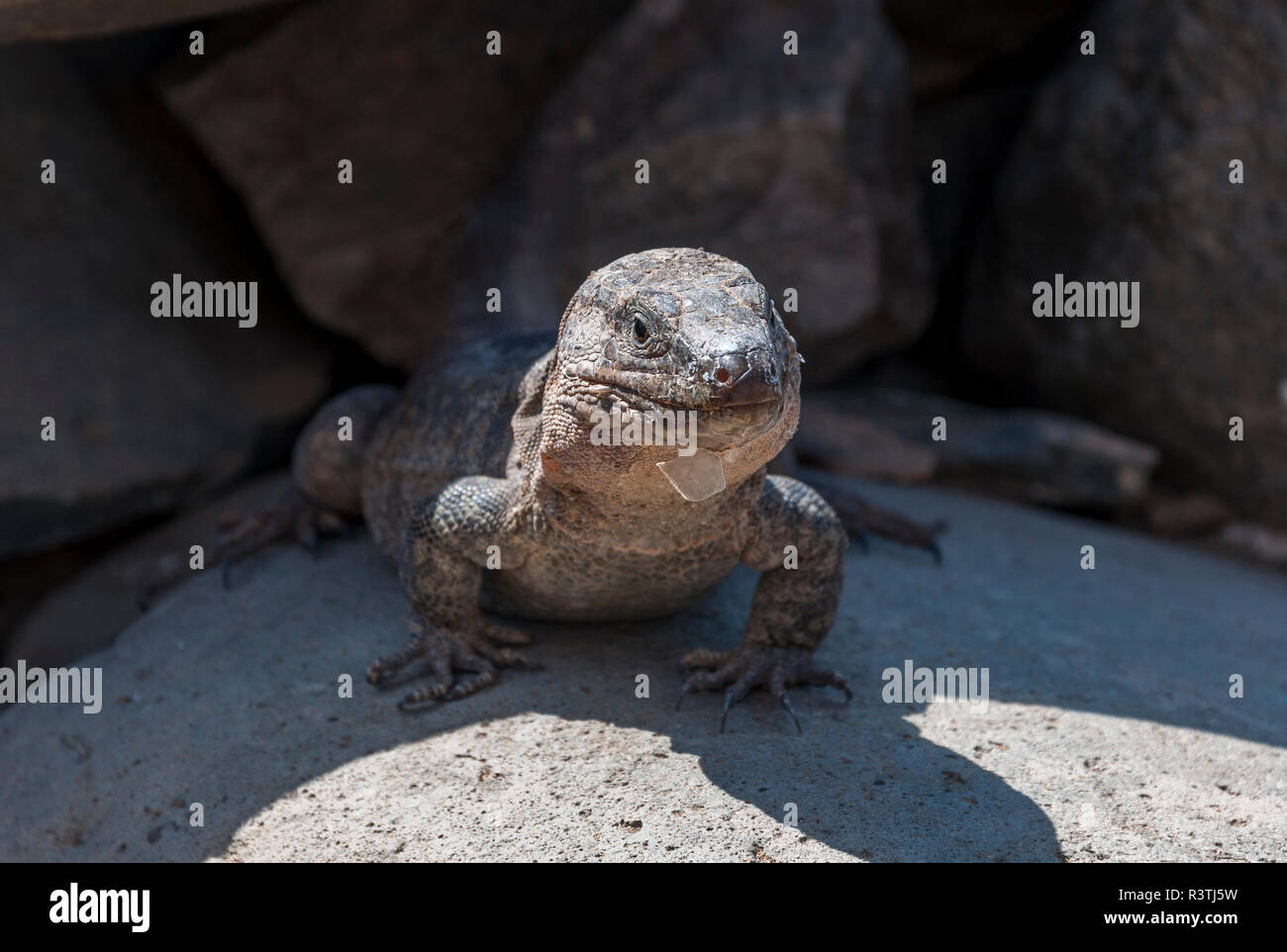 In der Nähe von Gran Canaria riesige Echse, Gallotia stehlini. Es ist endemisch in Gran Canaria, Kanarische Inseln, Spanien. Foto in Maspalomas genommen Stockfoto