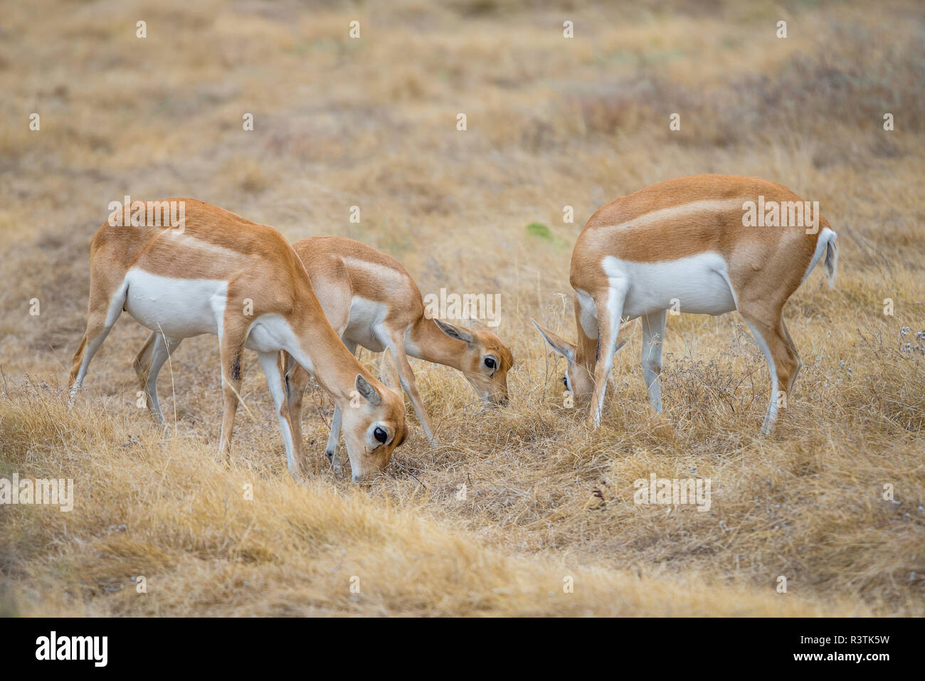 Hirschziegenantilope Antilope Herde Stockfoto