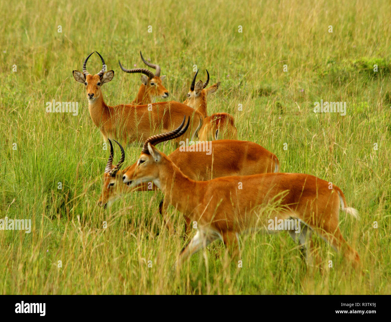 Beweidung Kob Stockfoto