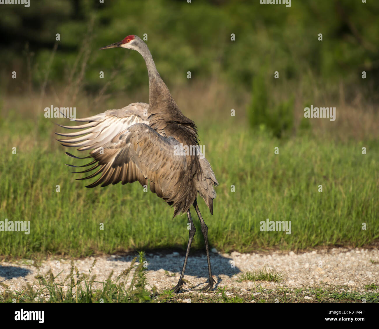 Eine Sandhill Crane stretching mit Flügeln öffnen. Stockfoto