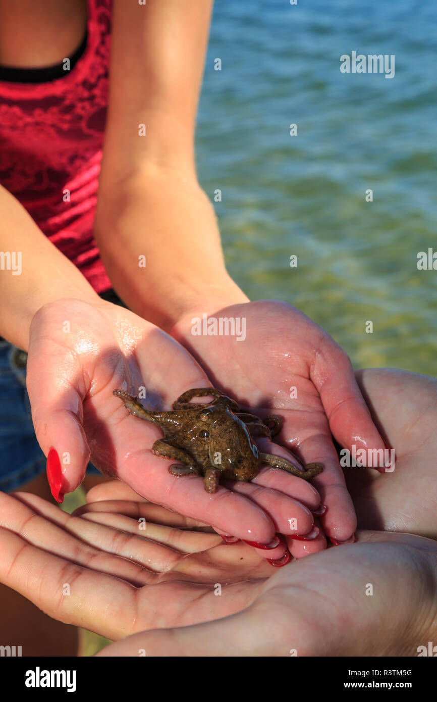 Frau mit einem kleinen Octopus. Stockfoto
