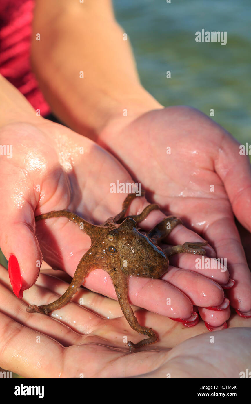 Frau mit einem kleinen Octopus. Stockfoto