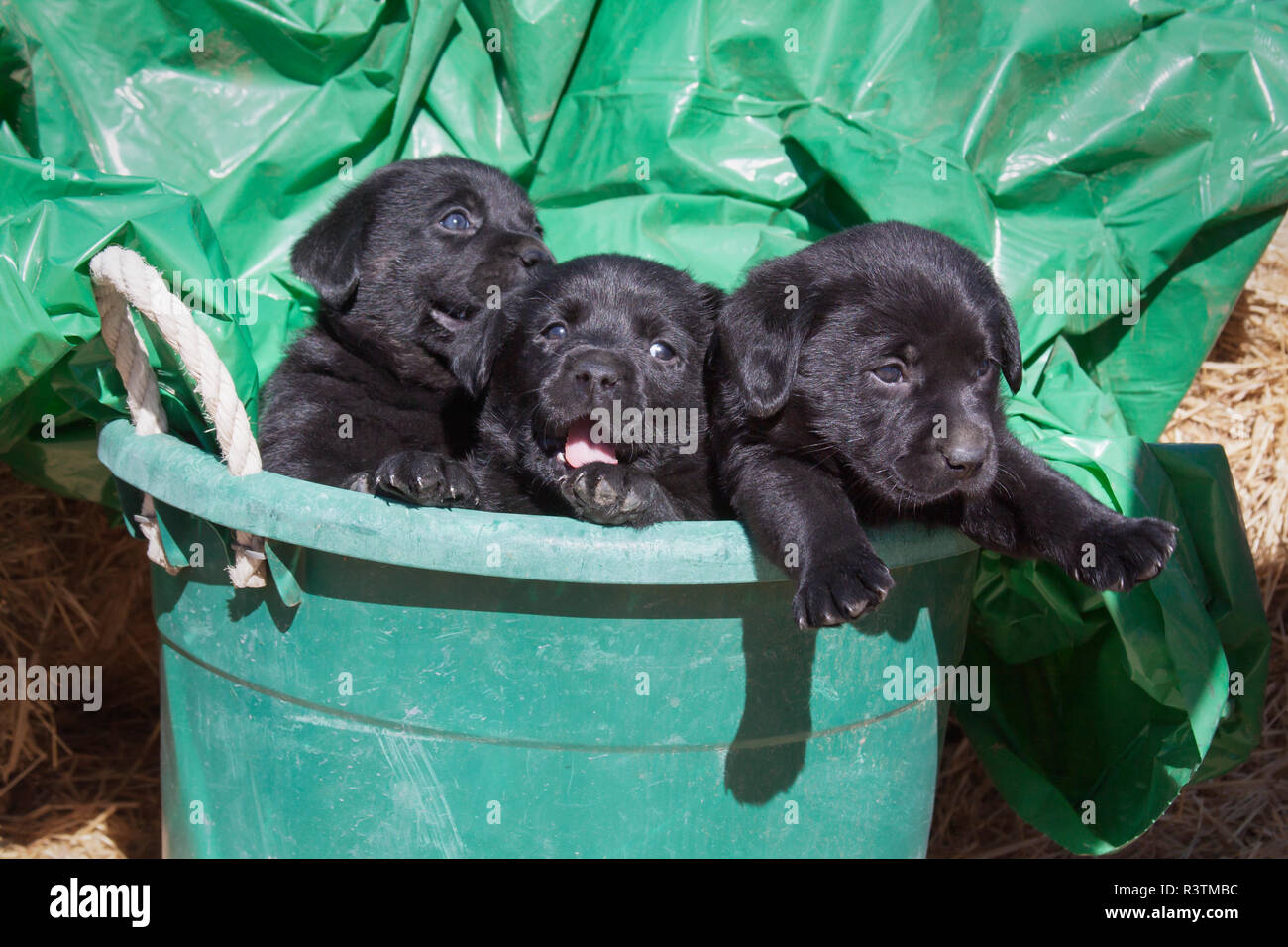 Drei schwarzen Labrador Retriever Welpen in einem grünen Eimer (PR) Stockfoto