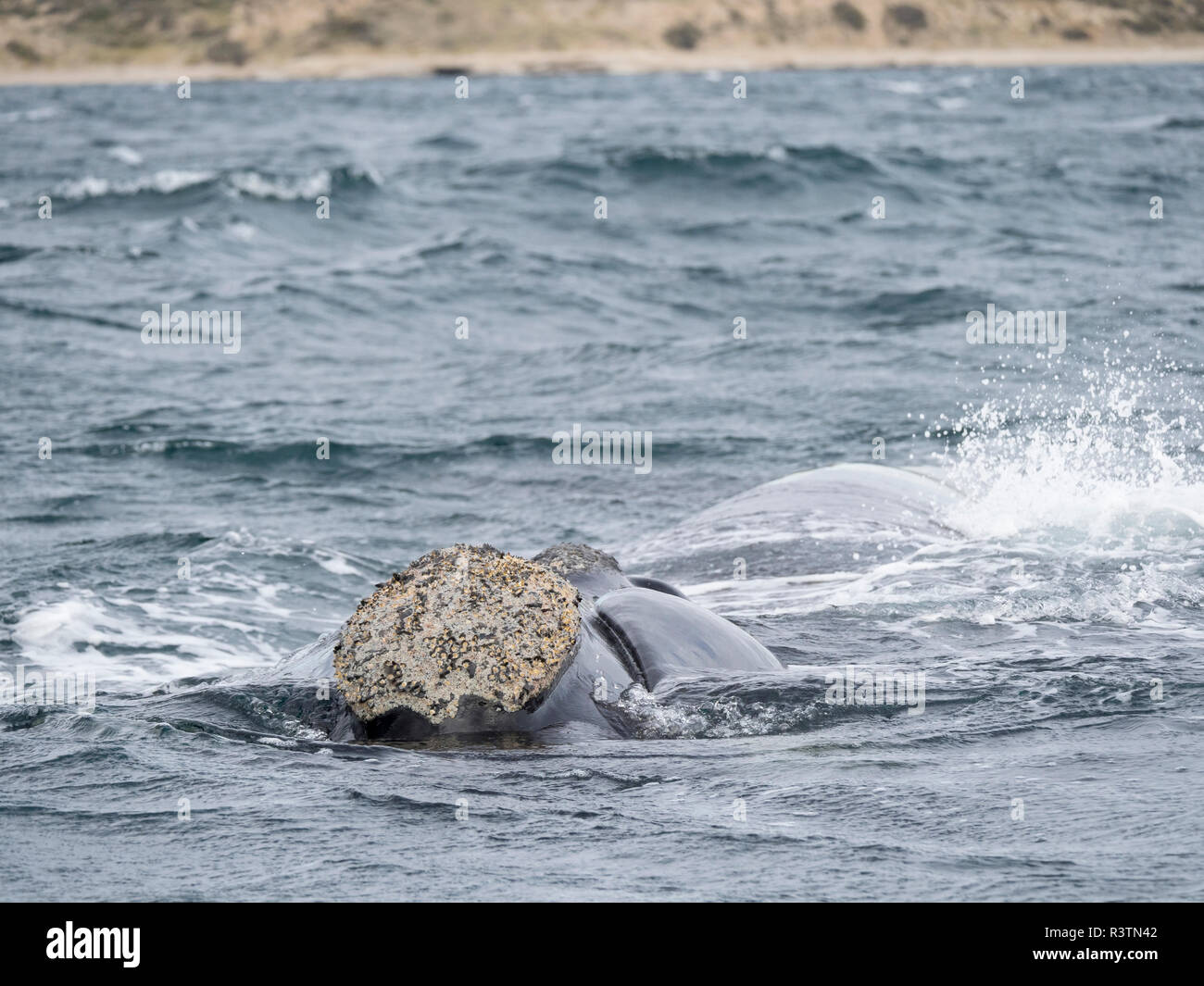 Südkaper (Eubalaena australis) in den Golfo Nuevo an der Halbinsel Valdes, einem UNESCO-Weltkulturerbe. Chubut, Valdes, Argentinien Stockfoto