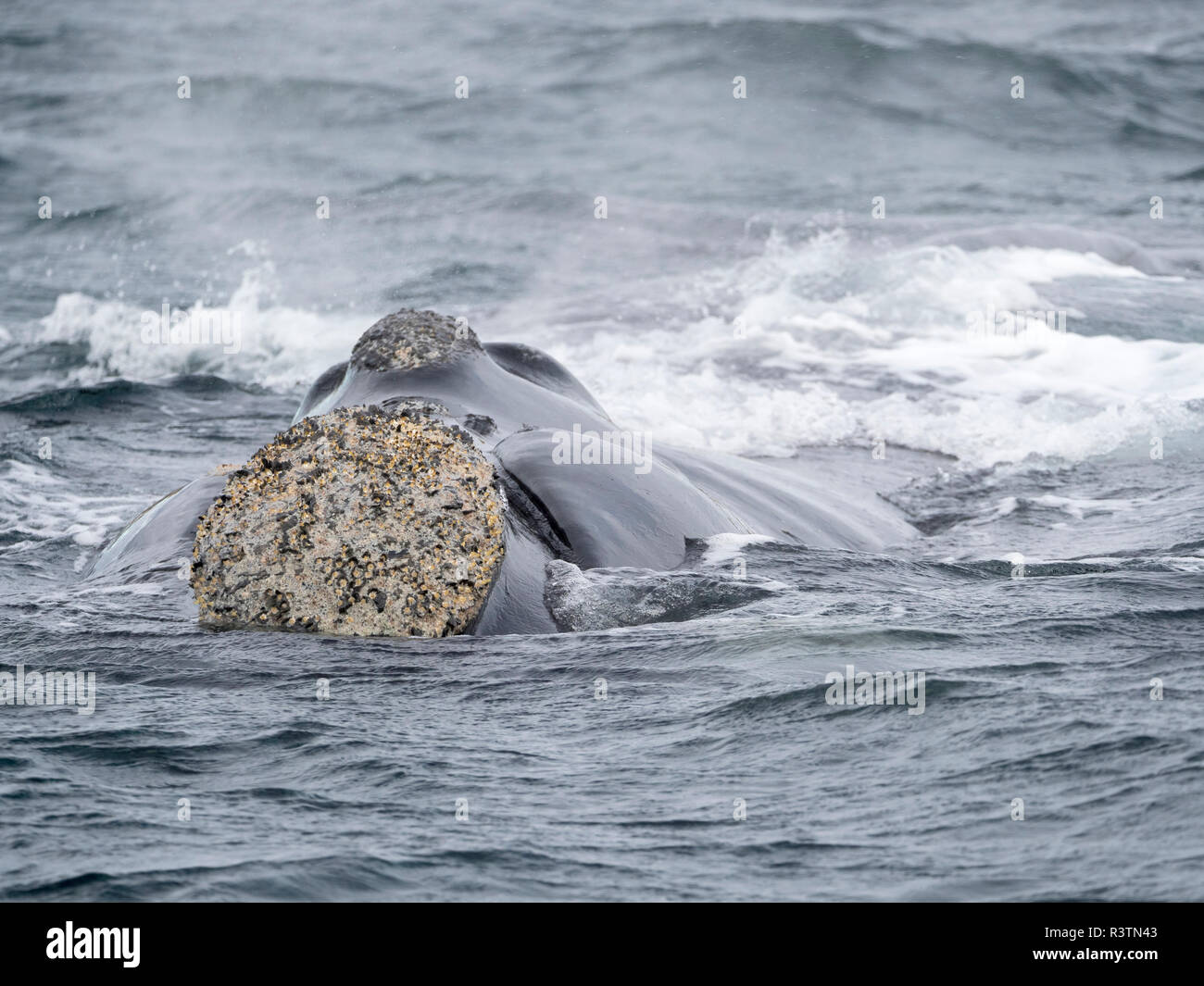 Südkaper (Eubalaena australis) in den Golfo Nuevo an der Halbinsel Valdes, einem UNESCO-Weltkulturerbe. Chubut, Valdes, Argentinien Stockfoto