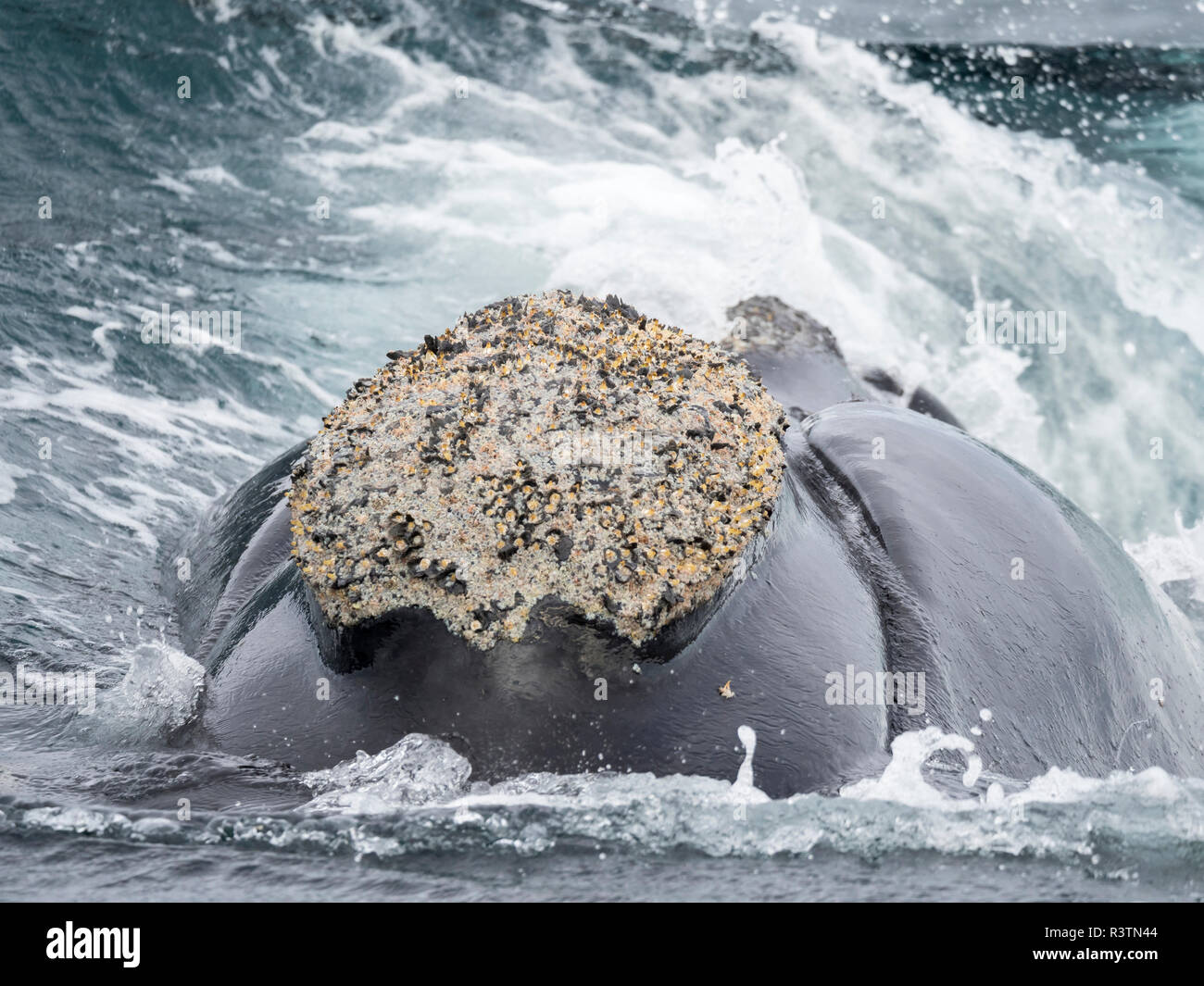 Südkaper (Eubalaena australis) in den Golfo Nuevo an der Halbinsel Valdes, einem UNESCO-Weltkulturerbe. Chubut, Valdes, Argentinien Stockfoto