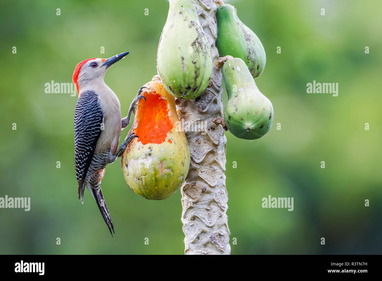 Belize, Crooked Tree Wildlife Sanctuary. Nach Golden-fronted Specht isst Papaya. Stockfoto