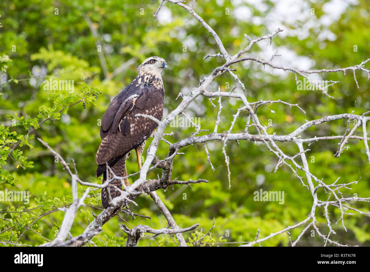 Belize, Crooked Tree Wildlife Sanctuary. Große Schwarze Falke thront auf toten Zweig. Stockfoto