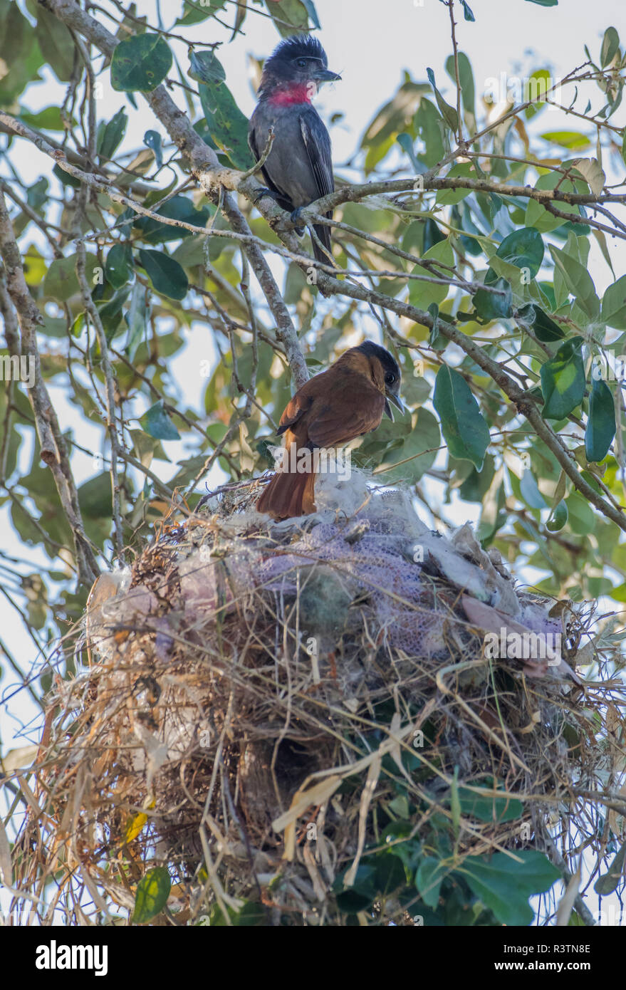 Belize, paar Rose-throated Becards ihr Nest in Crooked Tree Wildlife Sanctuary Gebäude Stockfoto