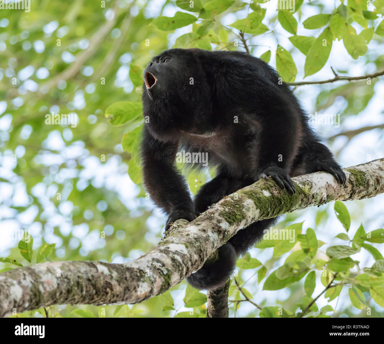 Erwachsene männliche Schwarze Brüllaffe (Alouatta Caraya), bereitmachen, Community Baboon Sanctuary, Bermudian Landing, Belize Stockfoto