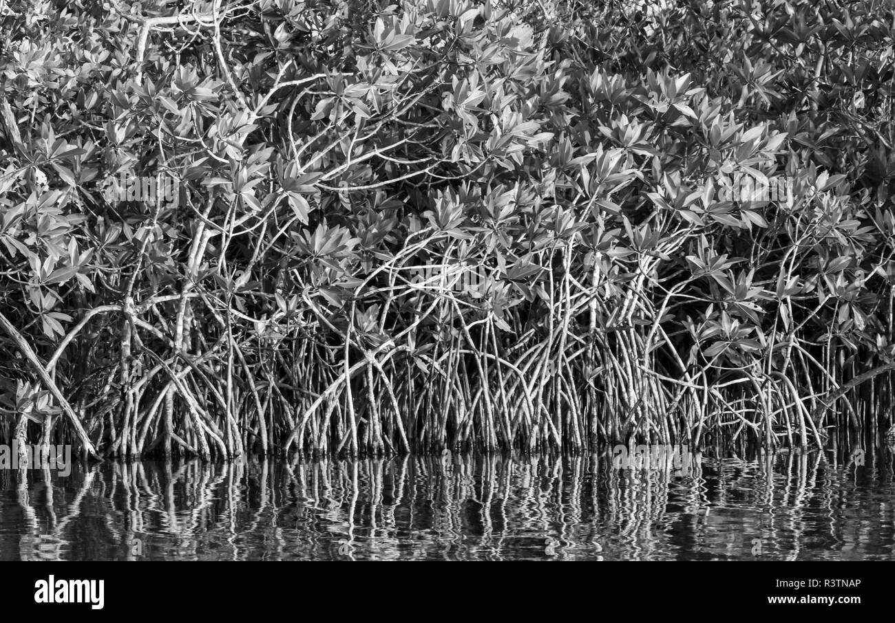 Mangroven (Rhizophora), südliche Lagune, Belize. Stockfoto