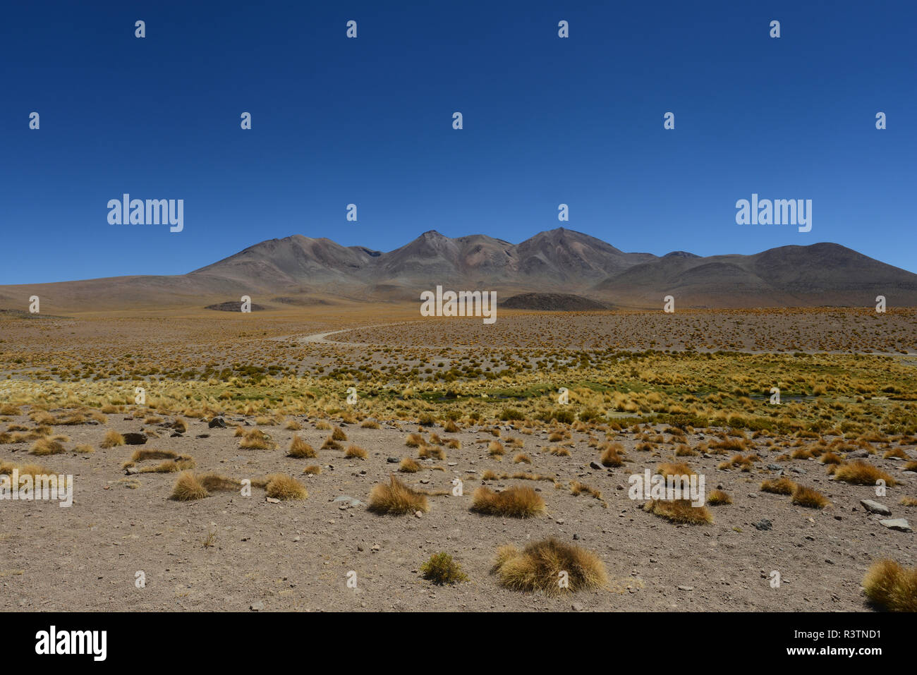 Bolivianischen Wüste, Bolivien. Trockene Landschaft. Stockfoto