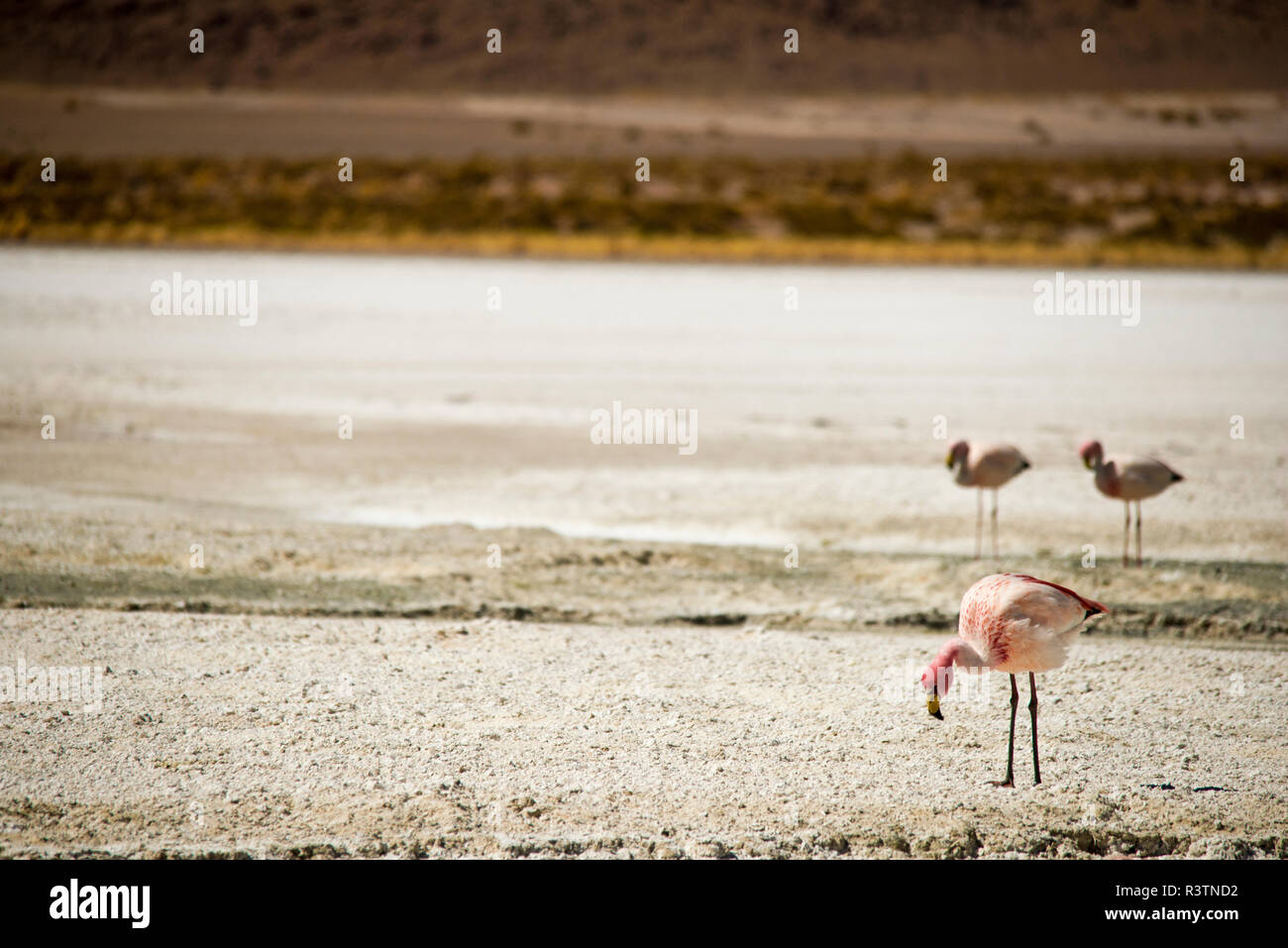 Bolivianischen Wüste, Bolivien. Flamingos in der Laguna Hedionda, Reserva Eduardo Avaroa. Stockfoto