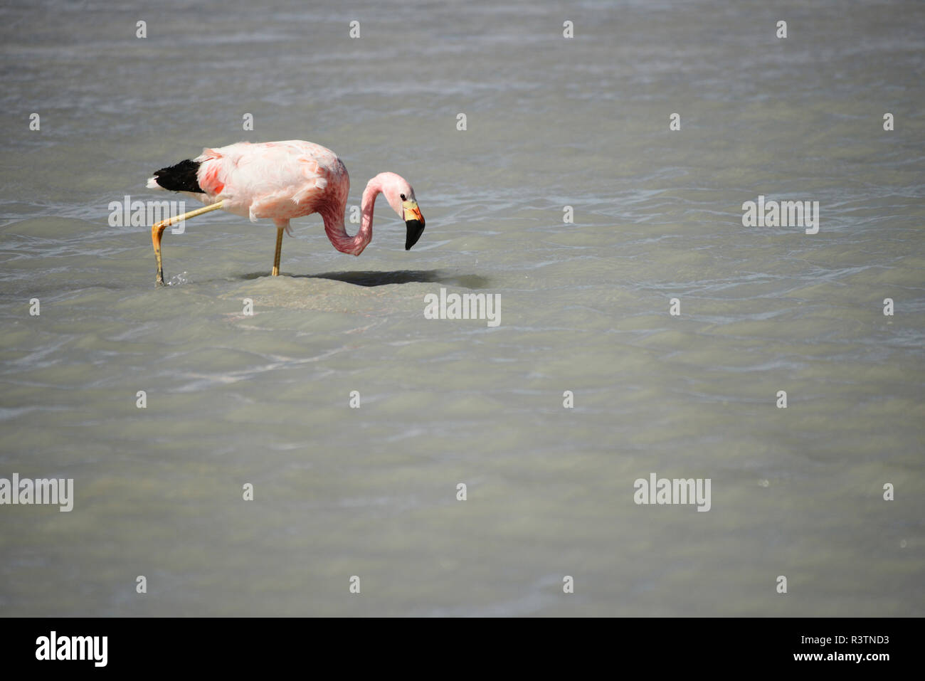 Bolivianischen Wüste, Bolivien. Flamingos in der Laguna Hedionda, Reserva Eduardo Avaroa. Stockfoto