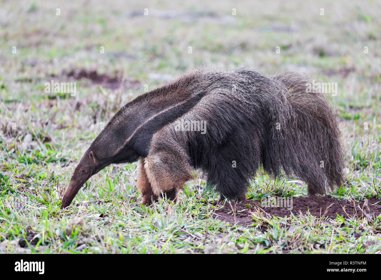 Brasilien, Mato Grosso do Sul, in der Nähe von Bonito. Giant anteater Wandern in ein Feld auf der Suche nach Ameisen und Insekten. Stockfoto