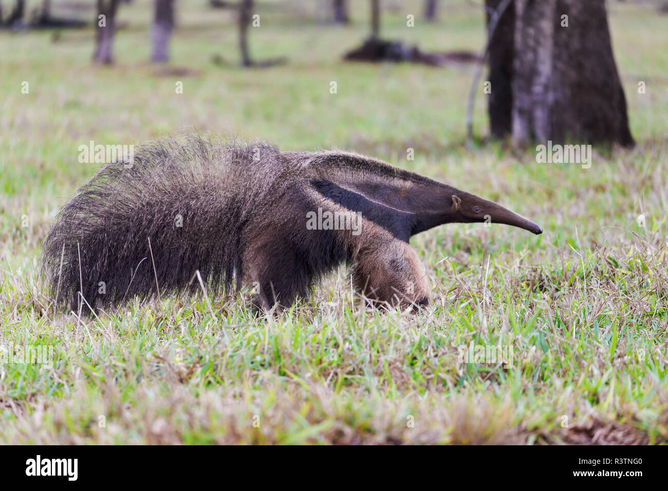 Brasilien, Mato Grosso do Sul, in der Nähe von Bonito. Giant anteater Wandern in ein Feld auf der Suche nach Ameisen und Insekten. Stockfoto