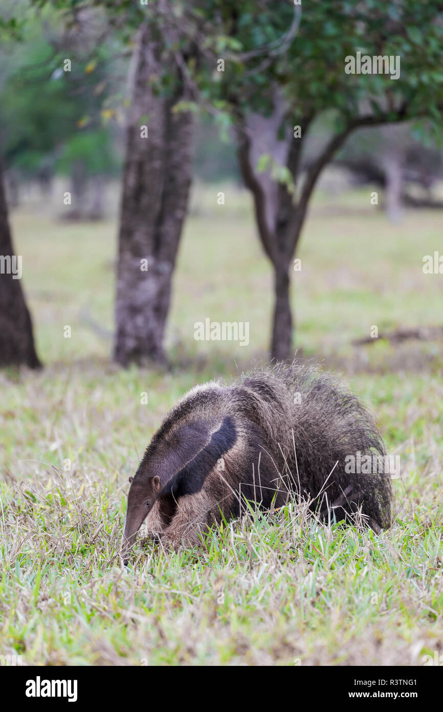 Brasilien, Mato Grosso do Sul, in der Nähe von Bonito. Giant anteater Essen Ameisen und Termiten in ein offenes Feld. Stockfoto
