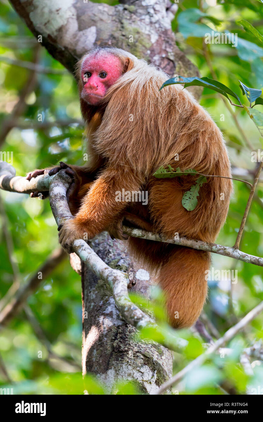 Brasilien, Amazonas, Manaus, Amazon EcoPark Jungle Lodge, Glatze uakari Affe,  Cacajao calvus. Porträt einer kahlen uakari Affen in den Bäumen  Stockfotografie - Alamy