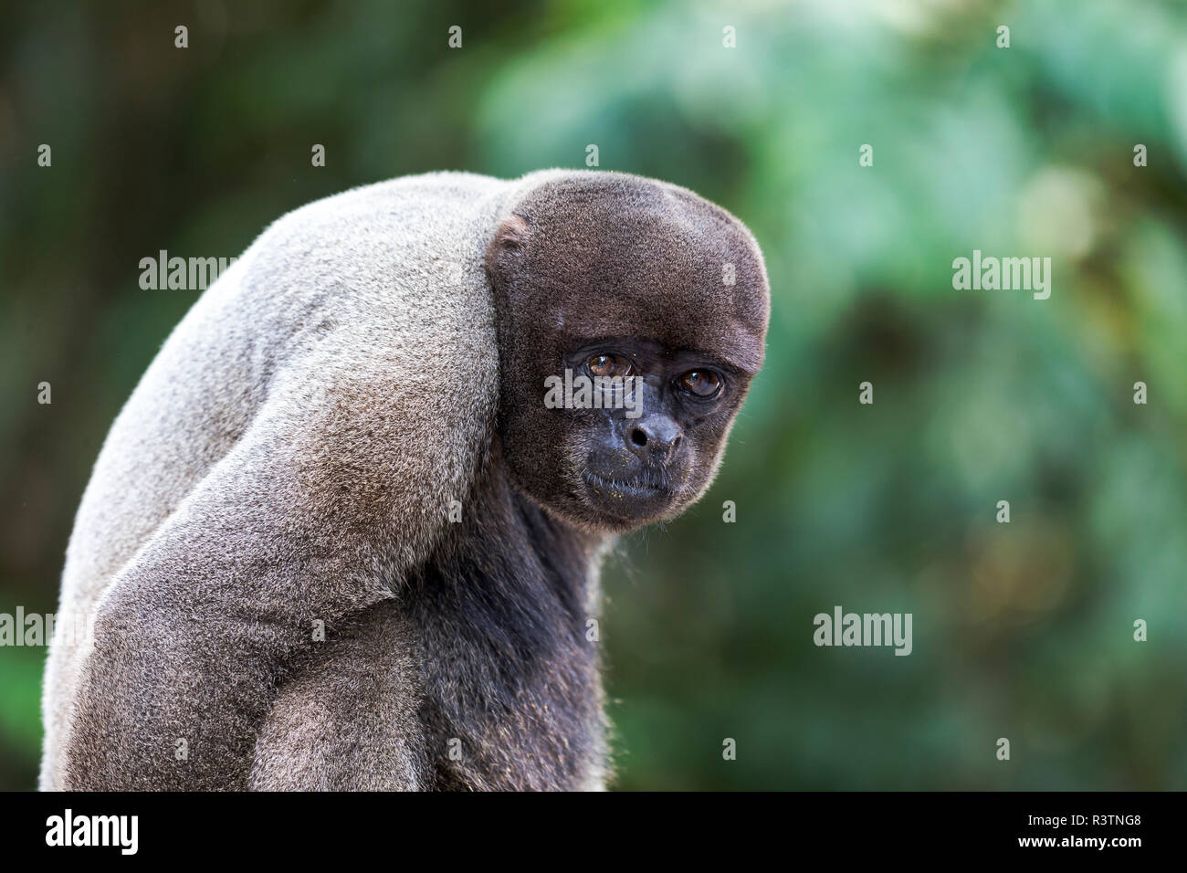 Brasilien, Amazonas, Manaus, Amazon EcoPark Jungle Lodge. Gemeinsame Wollaffen portrait. Stockfoto